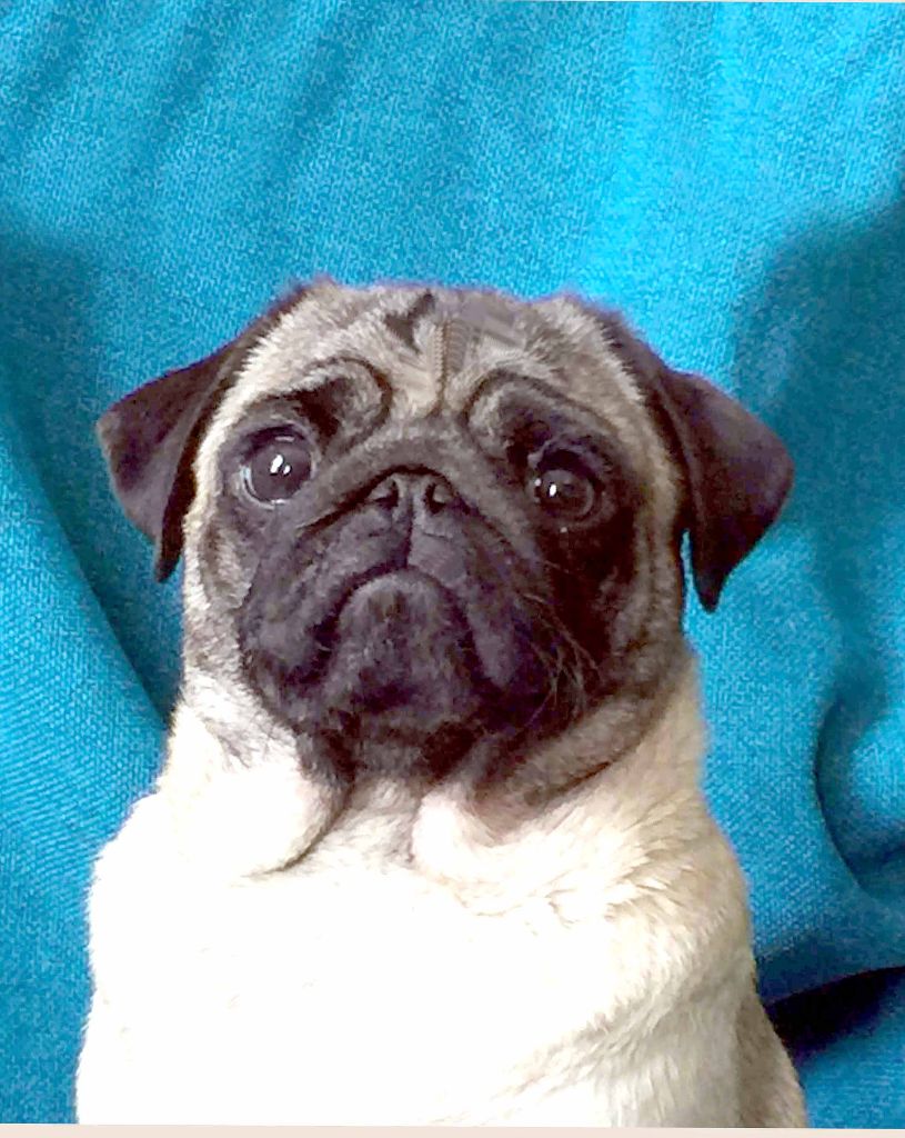 O baby lou bellerophon