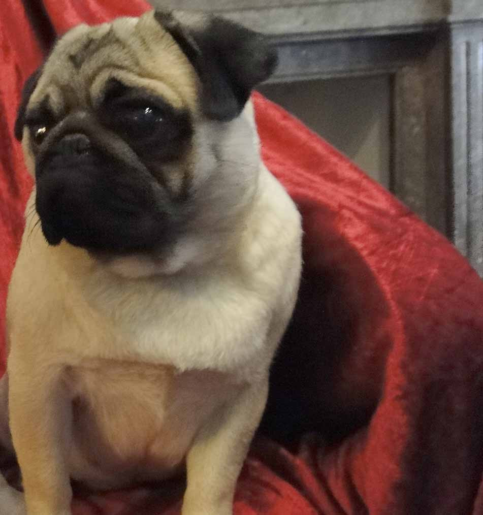 RARE AMAZING JANET  bellerophon