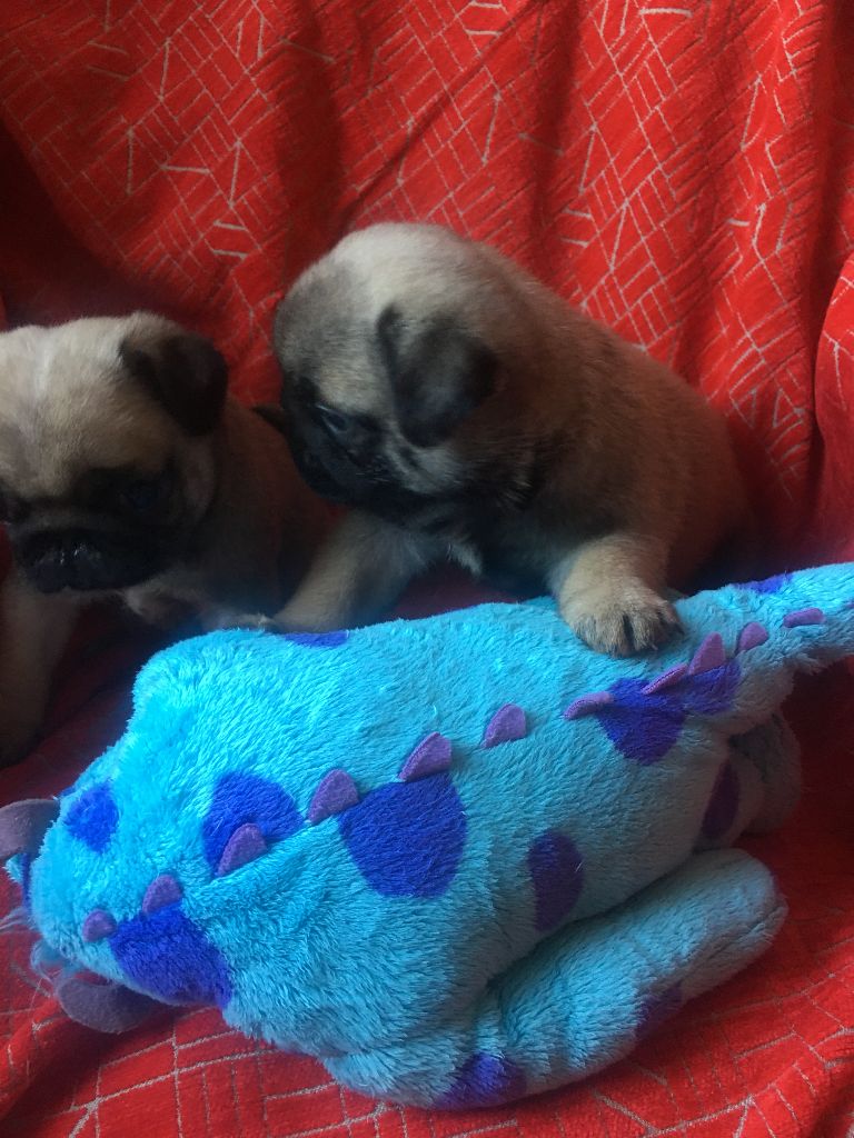 bellerophon - Chiots disponibles - Carlin