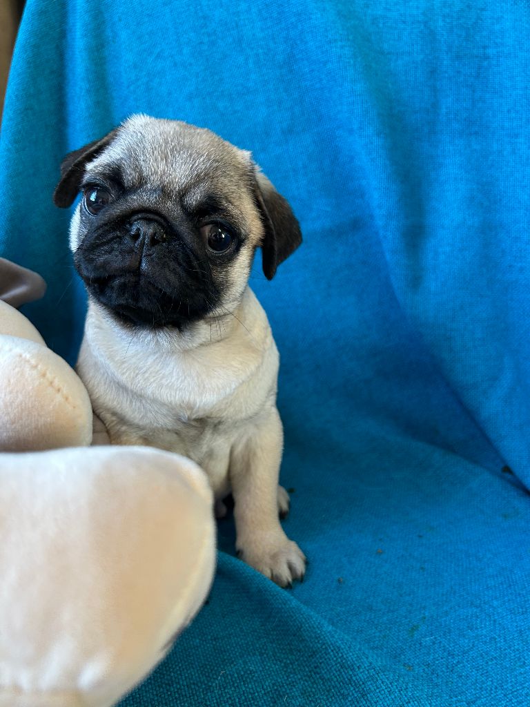 bellerophon - Chiots disponibles - Carlin