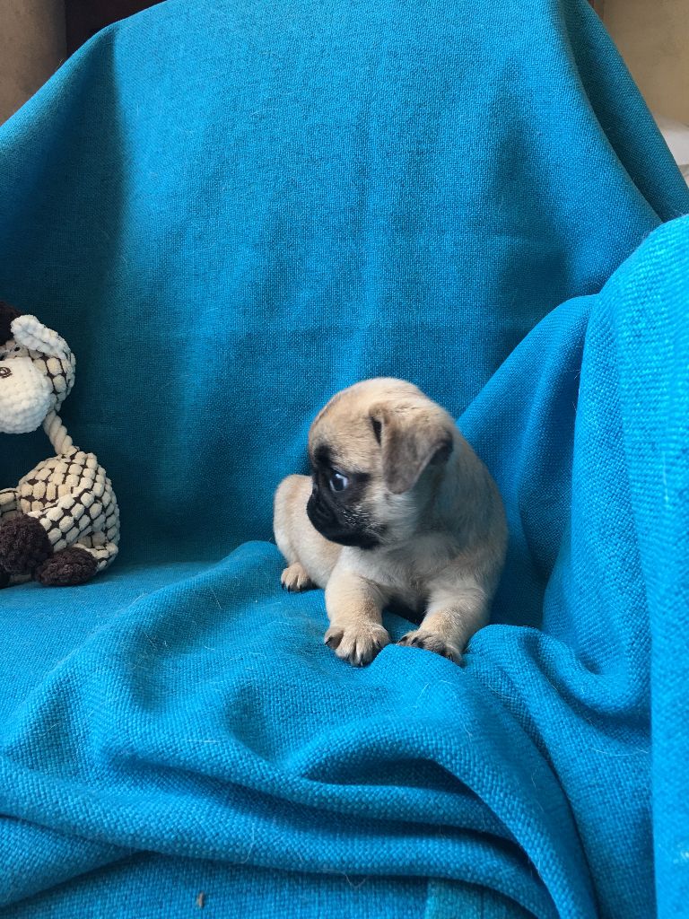 bellerophon - Chiots disponibles - Carlin