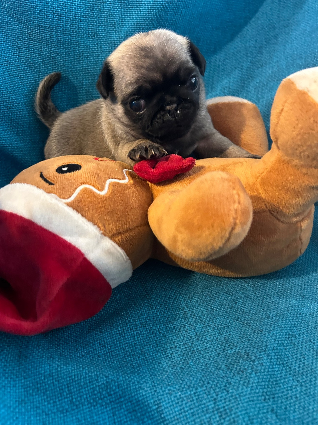 bellerophon - Chiots disponibles - Carlin