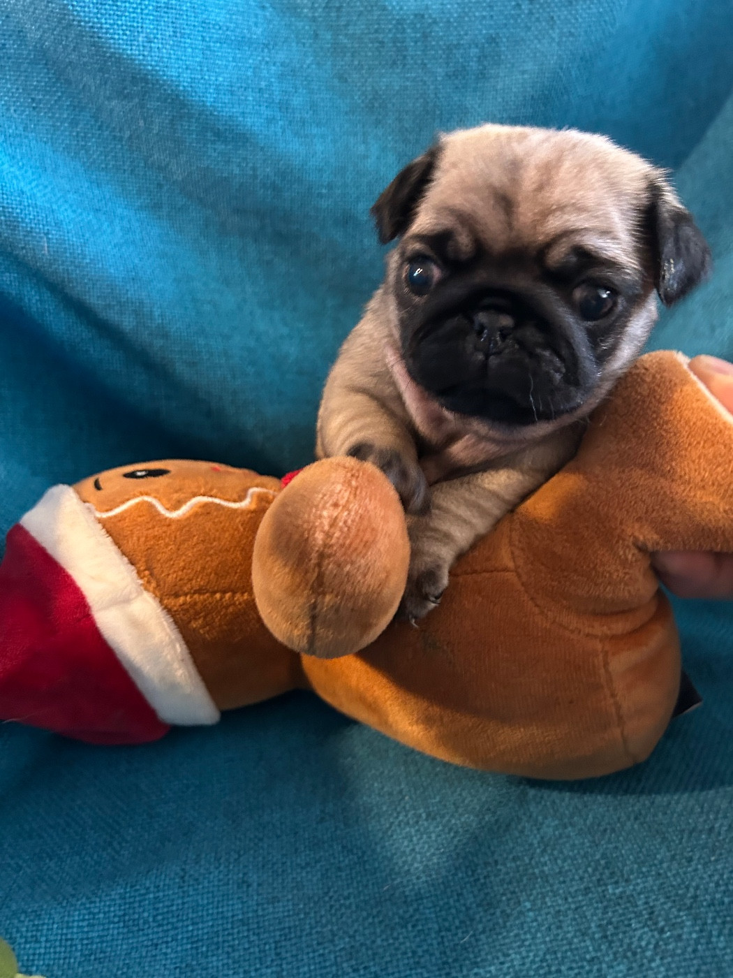 bellerophon - Chiots disponibles - Carlin