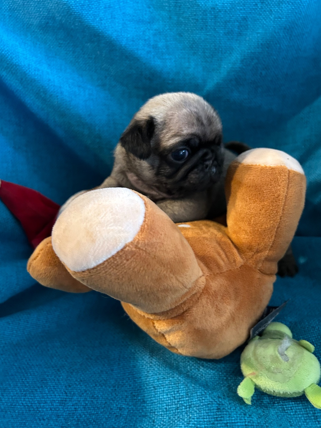 bellerophon - Chiots disponibles - Carlin