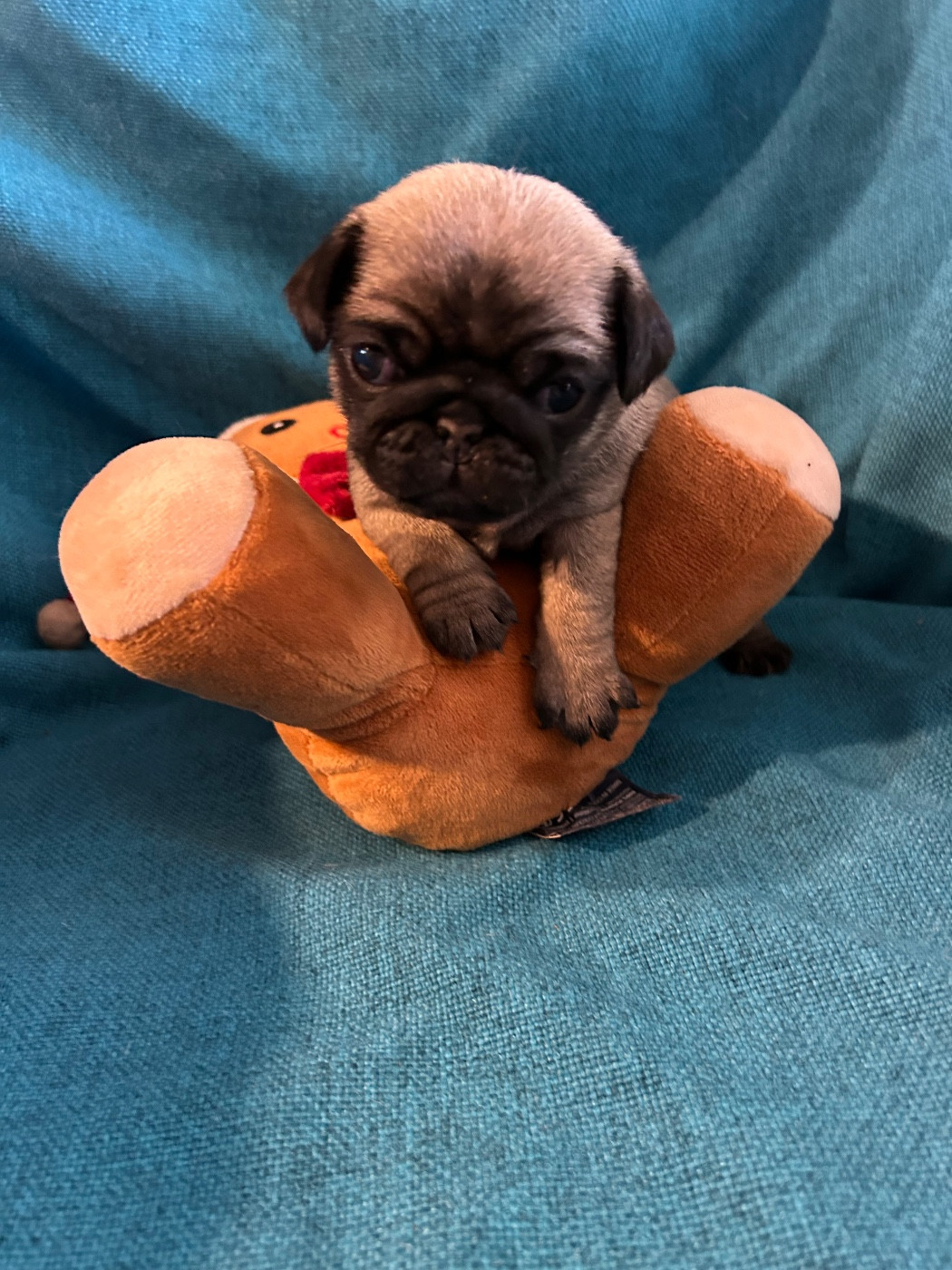 bellerophon - Chiots disponibles - Carlin