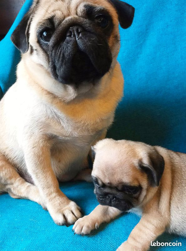 bellerophon - Carlin - Portée née le 25/10/2025