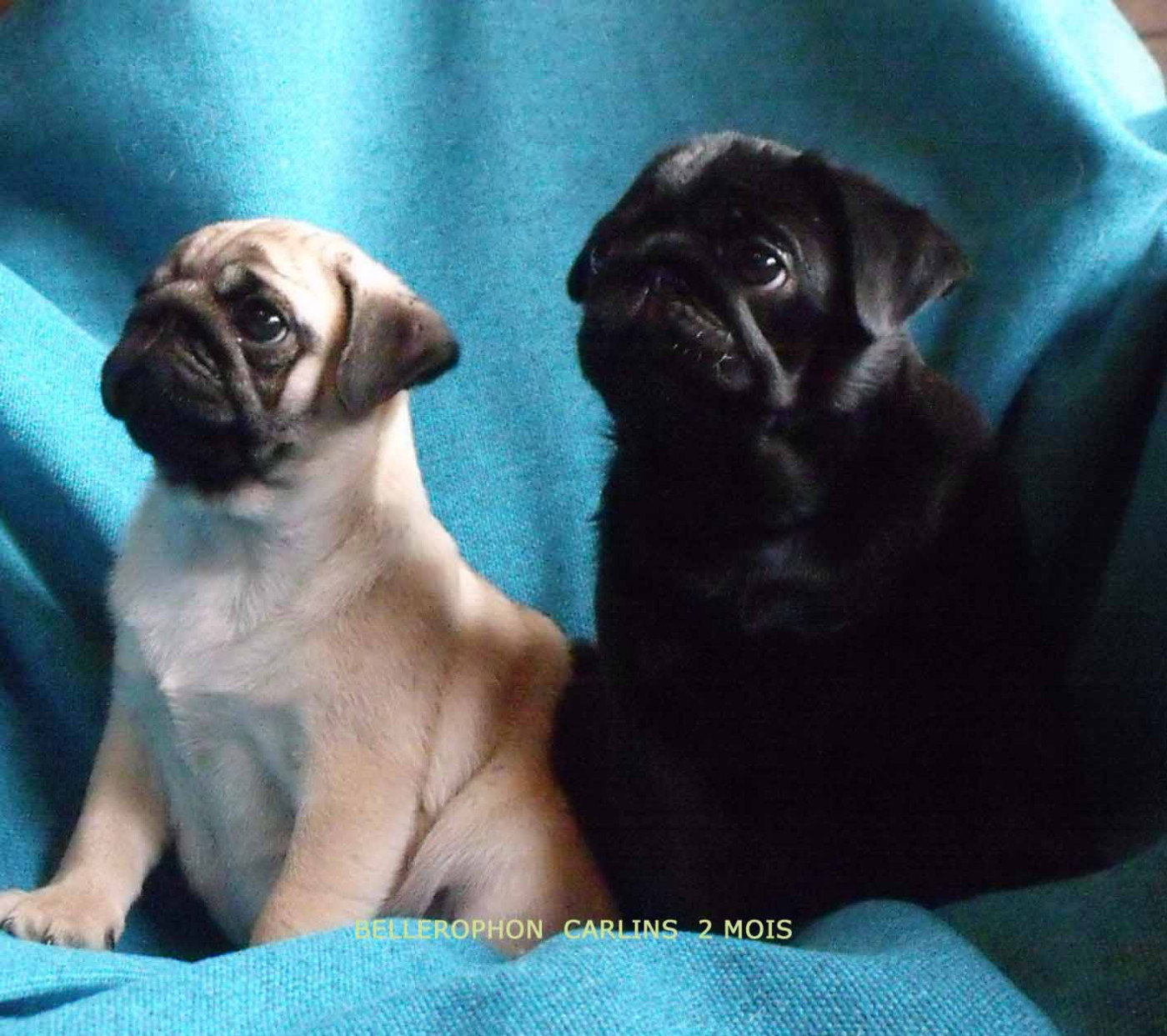 Chiot Carlin bellerophon