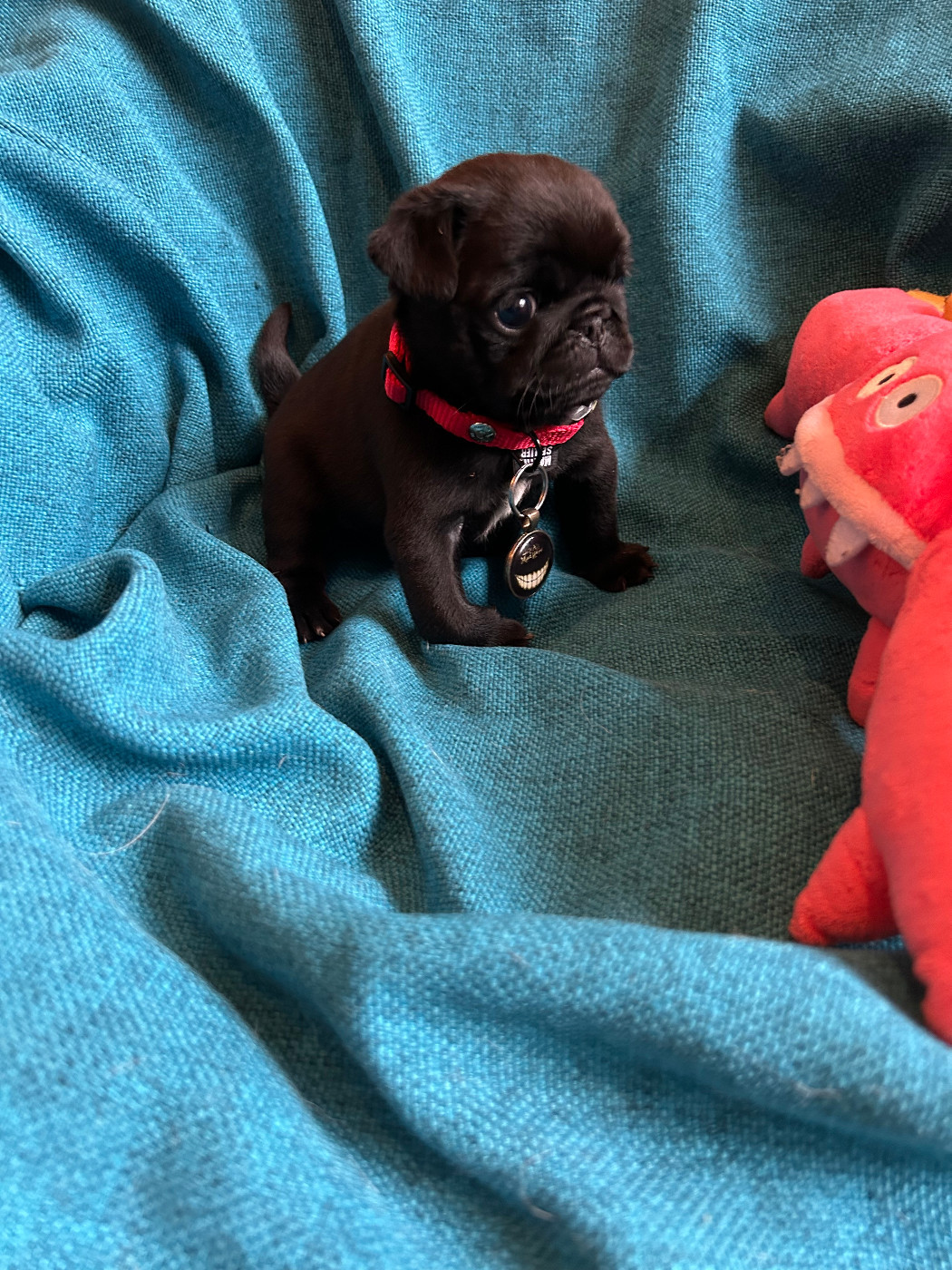 bellerophon - Chiots disponibles - Carlin