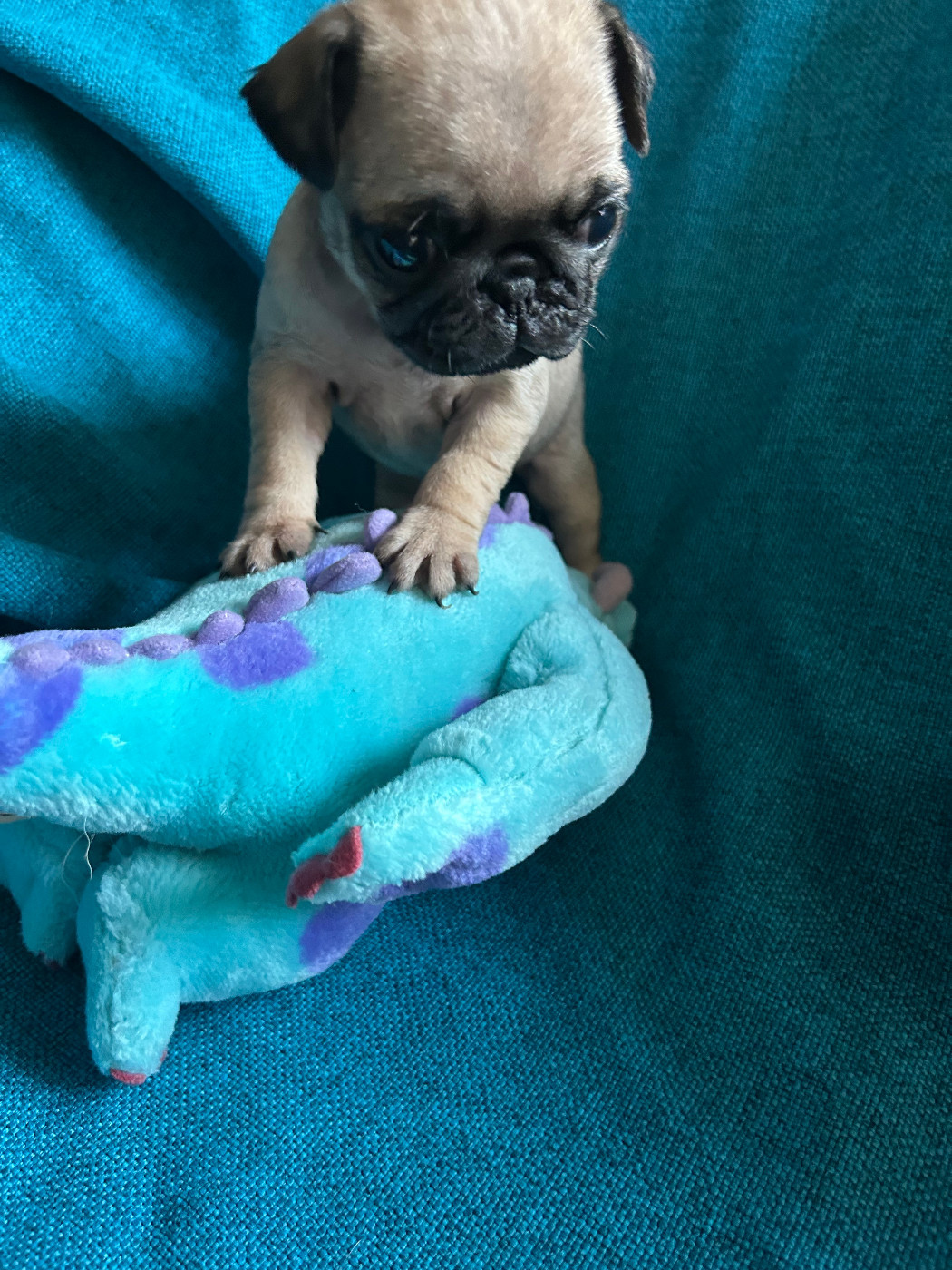 bellerophon - Chiots disponibles - Carlin