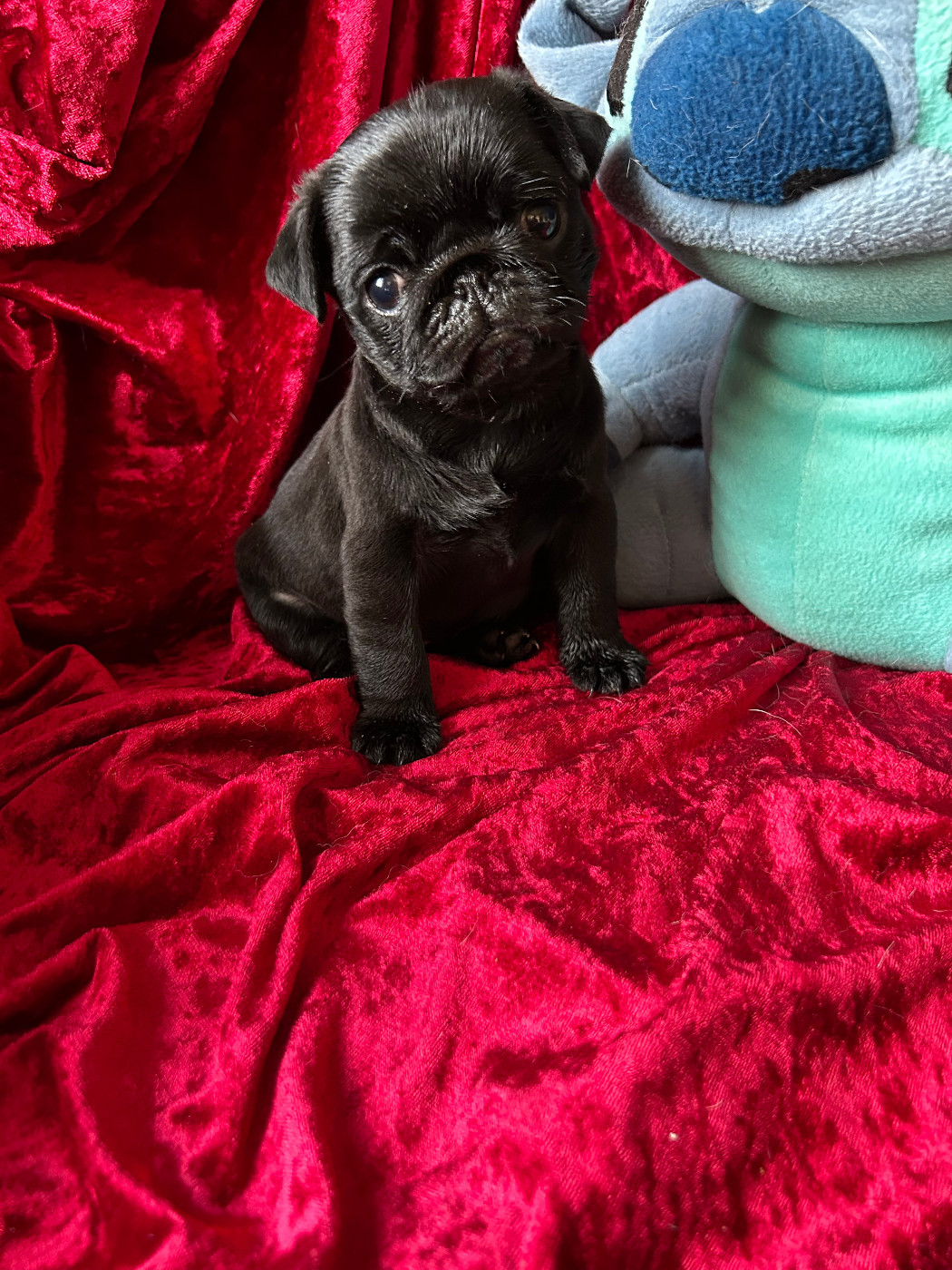 bellerophon - Chiots disponibles - Carlin