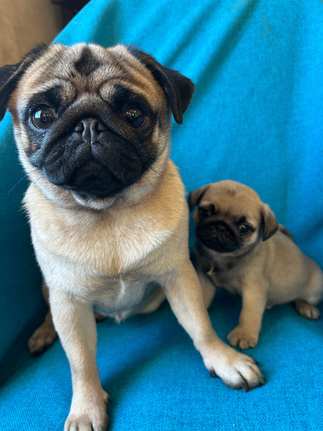 Chiot Carlin bellerophon