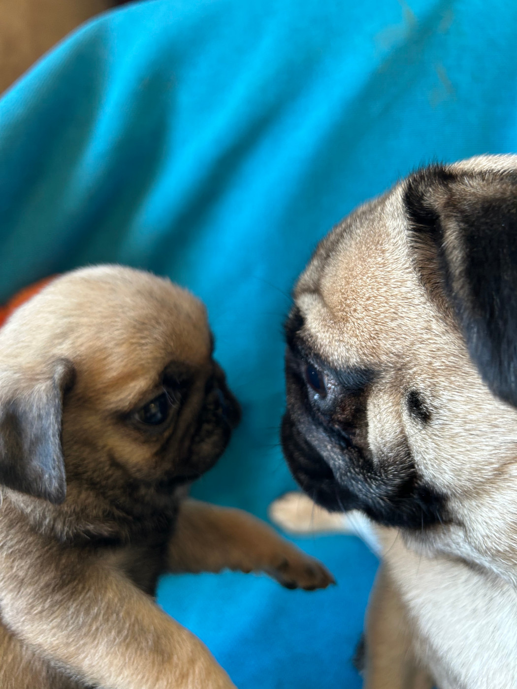 bellerophon - Chiots disponibles - Carlin