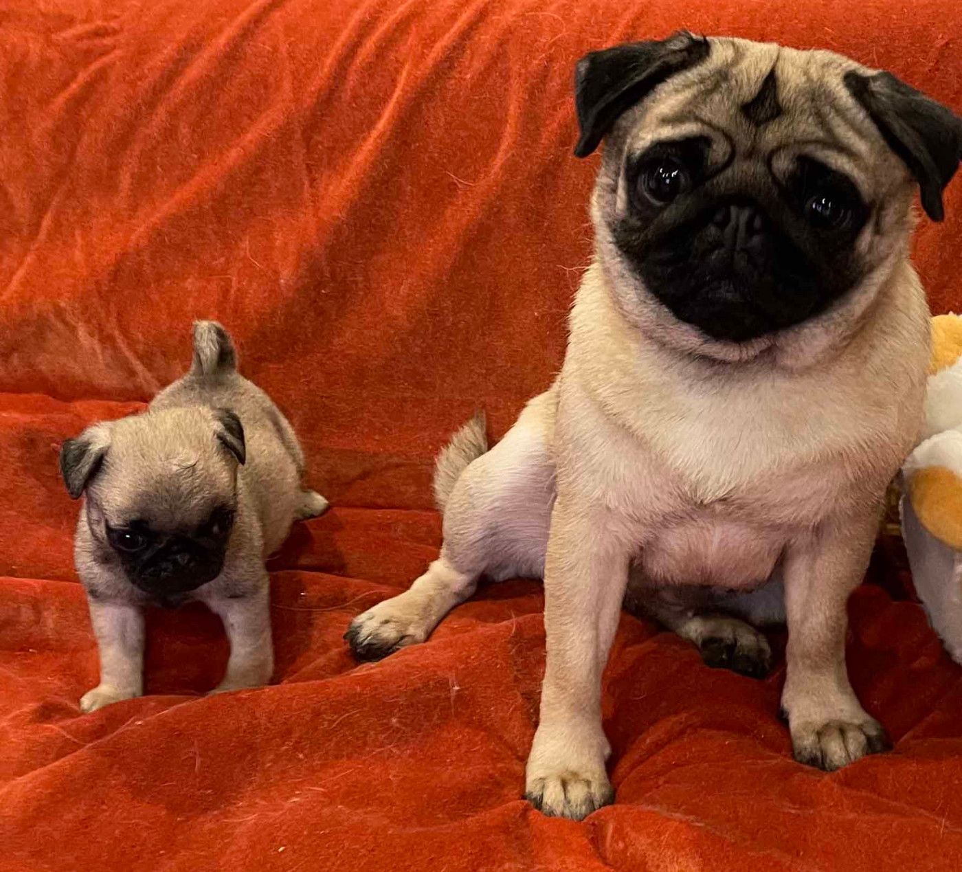 bellerophon - Carlin - Portée née le 14/11/2025