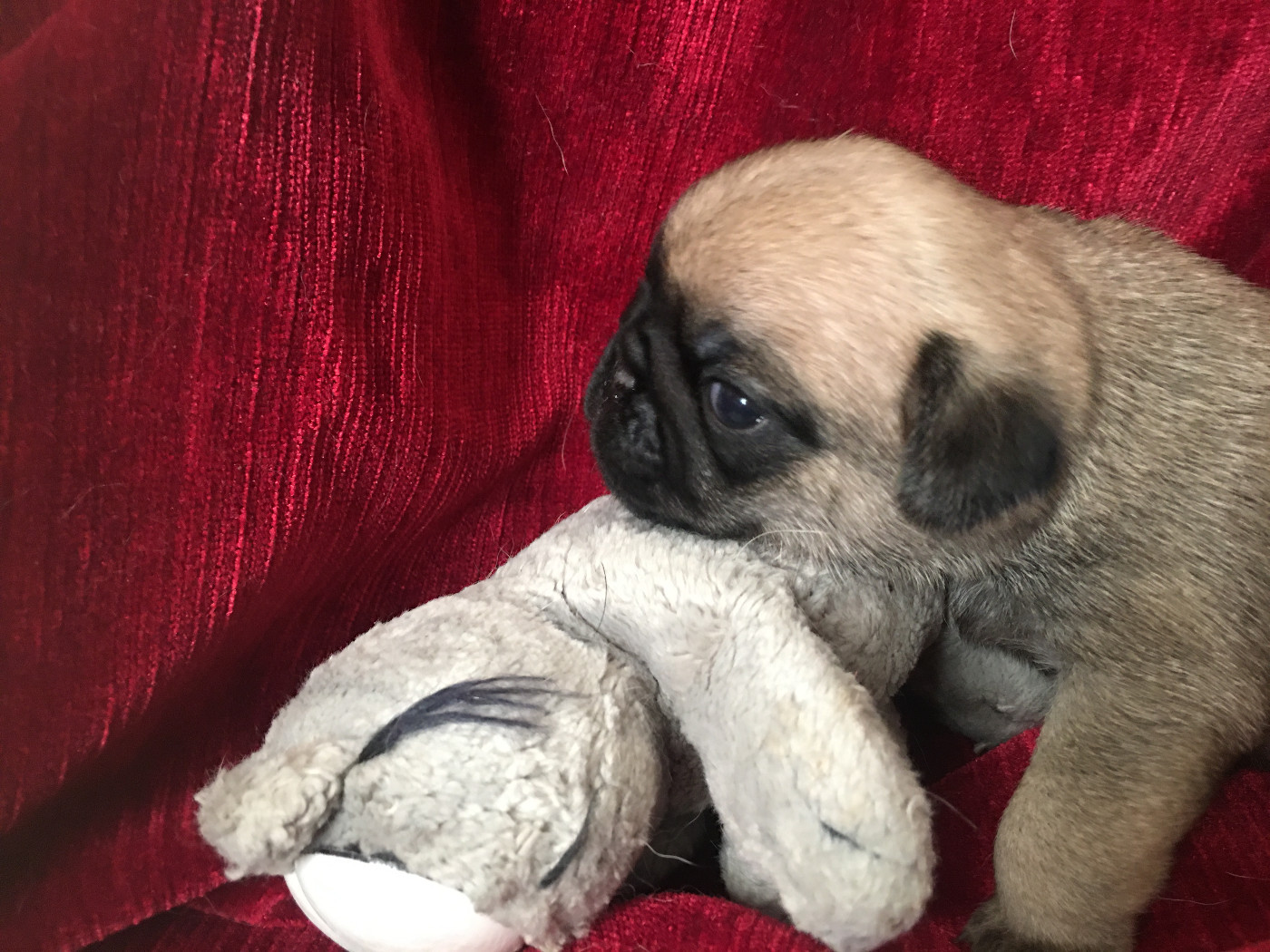 bellerophon - Chiots disponibles - Carlin