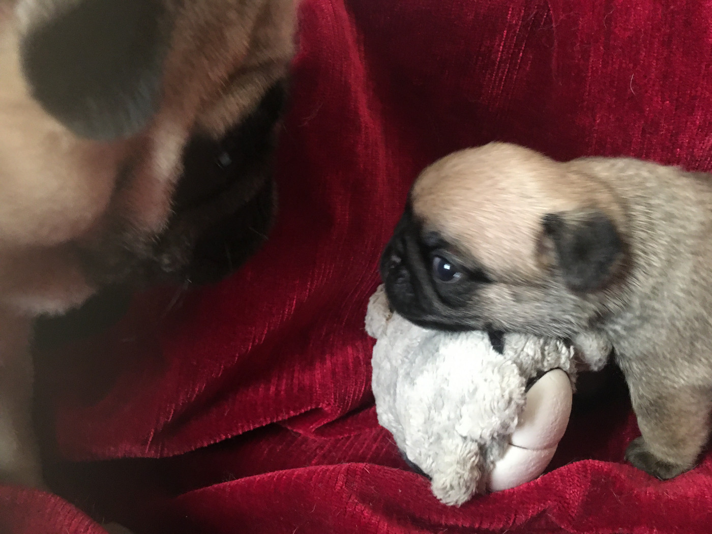 bellerophon - Chiots disponibles - Carlin