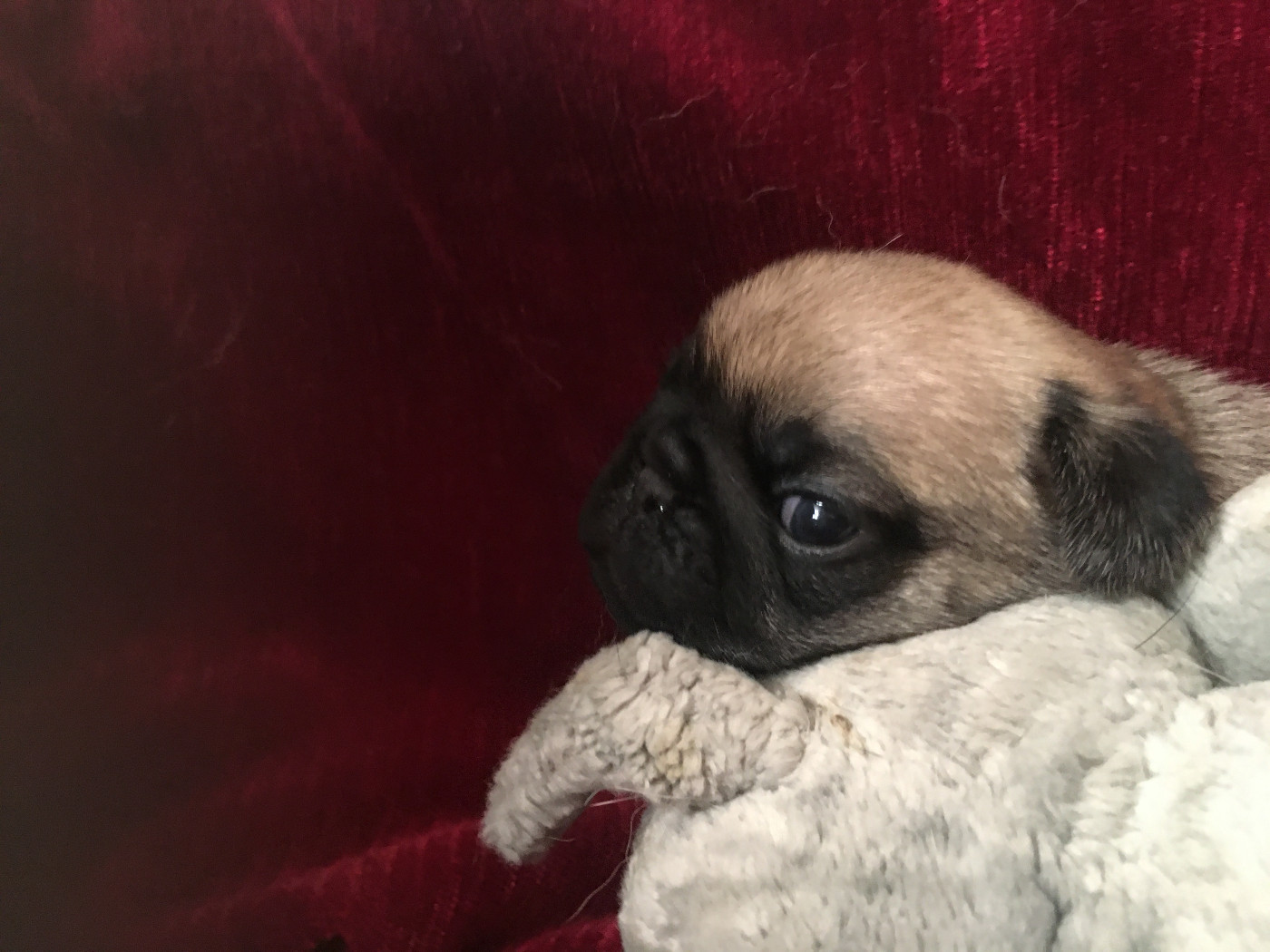 bellerophon - Chiots disponibles - Carlin