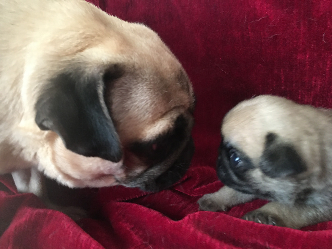 bellerophon - Chiots disponibles - Carlin