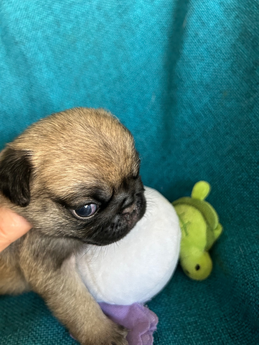 bellerophon - Chiots disponibles - Carlin