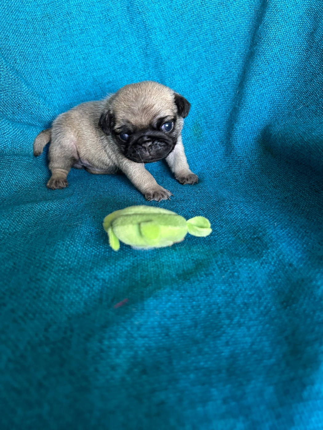 bellerophon - Chiots disponibles - Carlin