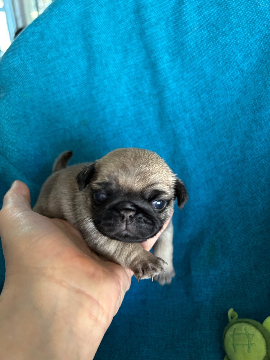 bellerophon - Chiots disponibles - Carlin