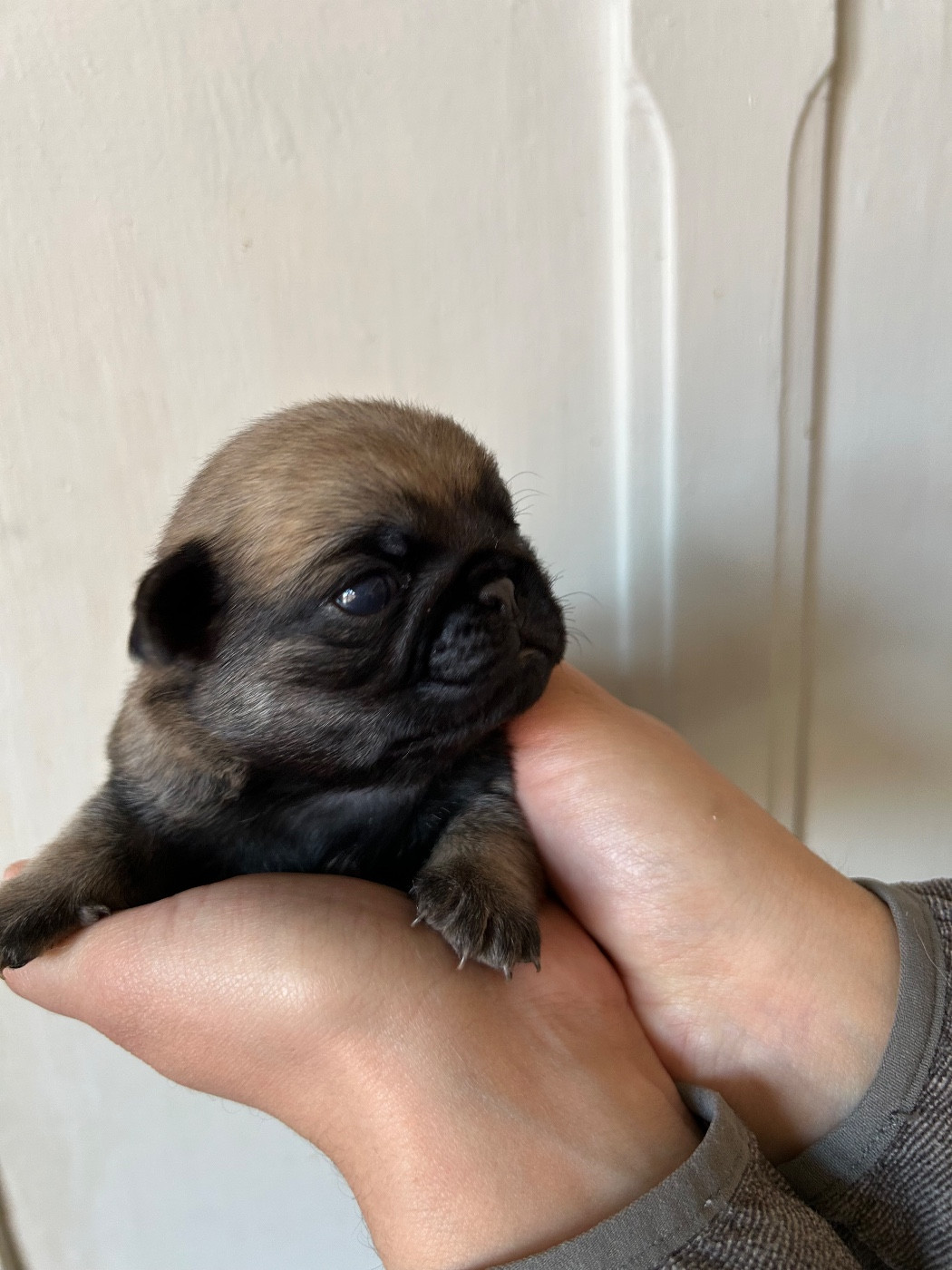 bellerophon - Chiots disponibles - Carlin