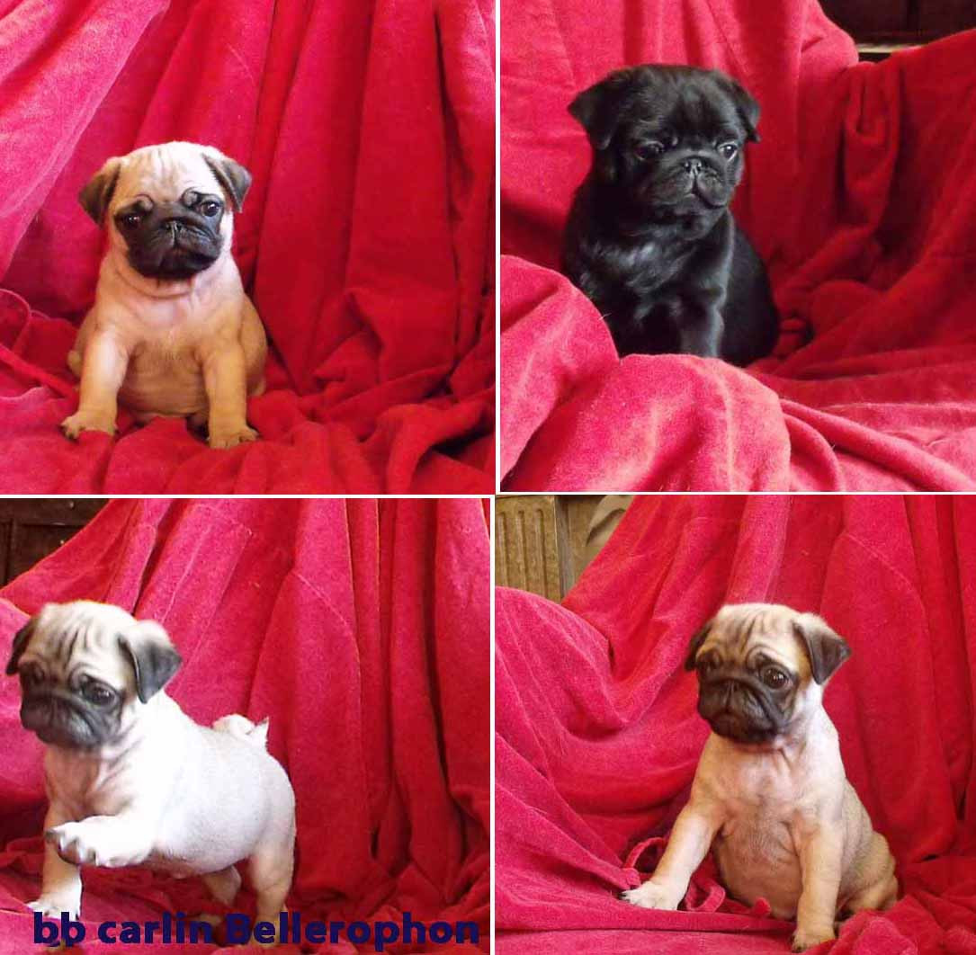 bellerophon - Carlin - Portée née le 01/03/2026