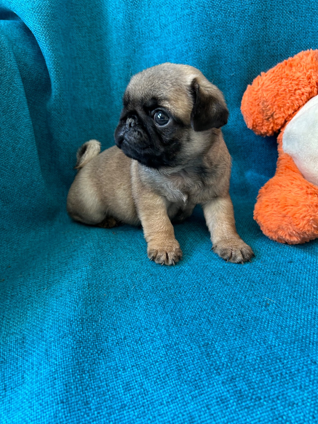 bellerophon - Chiots disponibles - Carlin