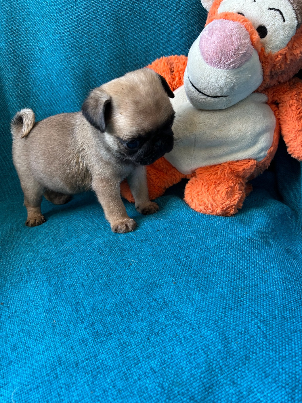 bellerophon - Chiots disponibles - Carlin