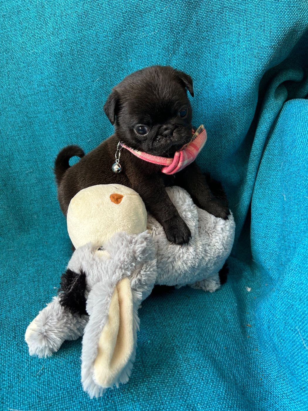 bellerophon - Chiots disponibles - Carlin