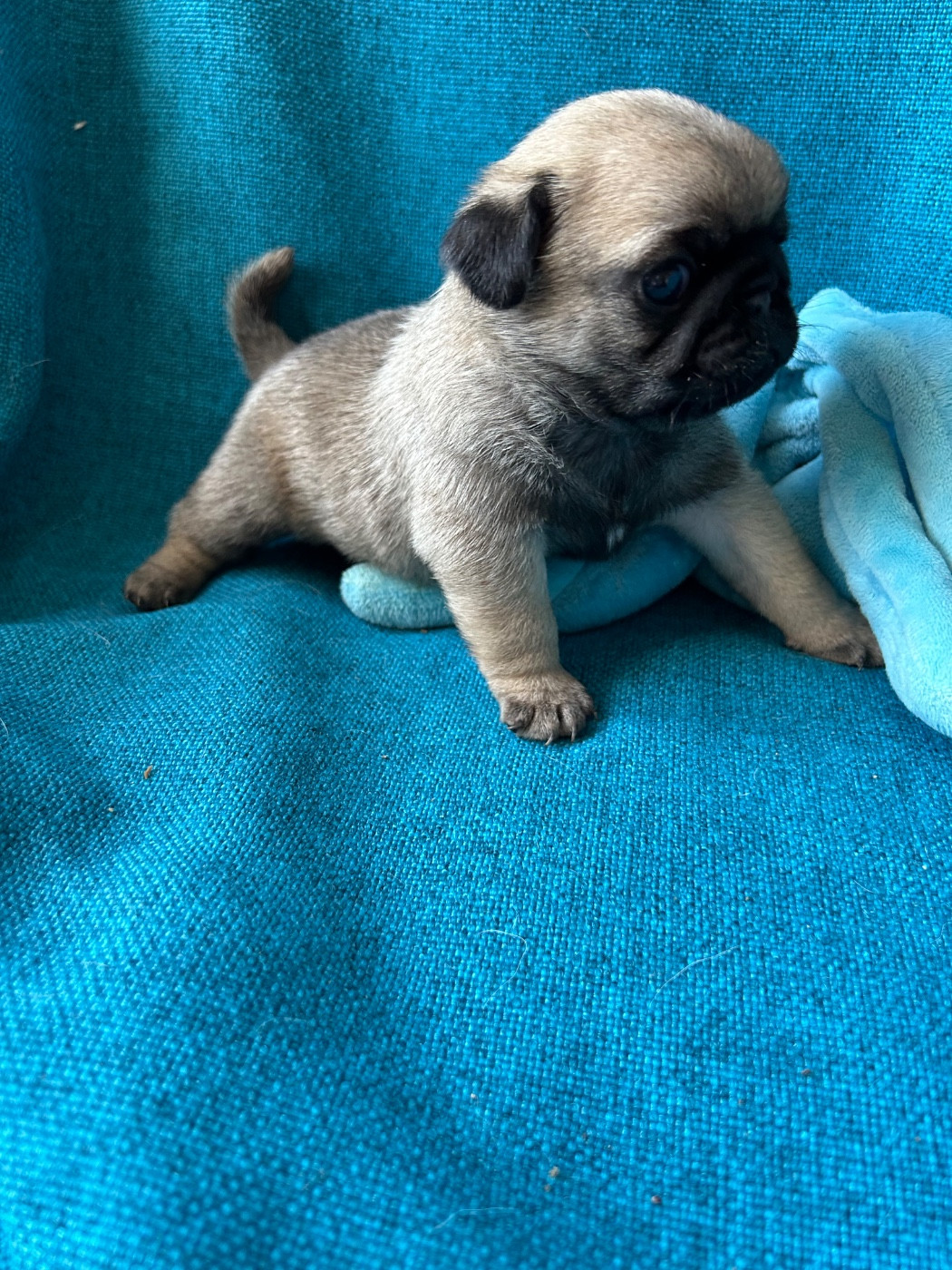 bellerophon - Chiots disponibles - Carlin