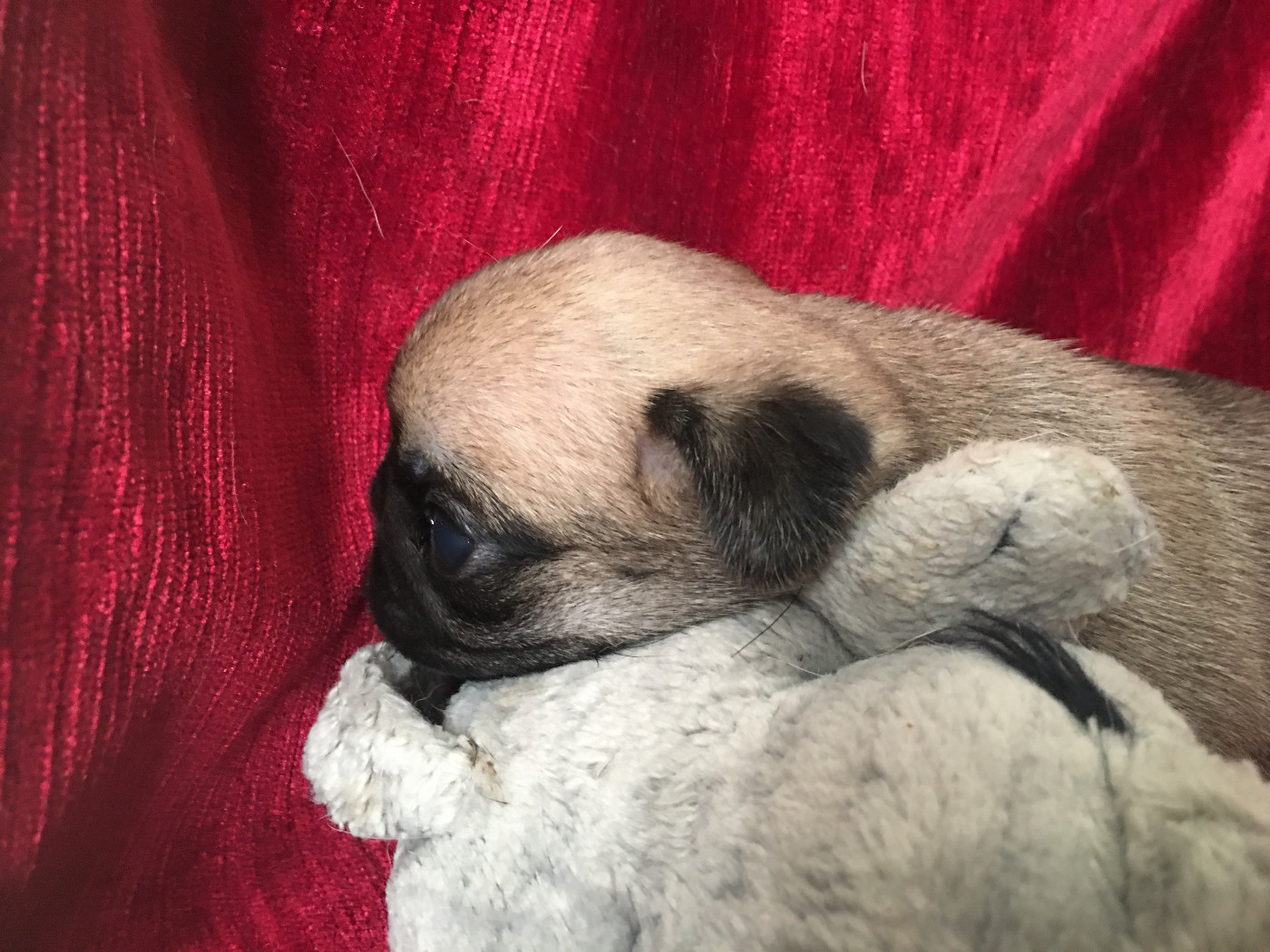 bellerophon - Chiots disponibles - Carlin