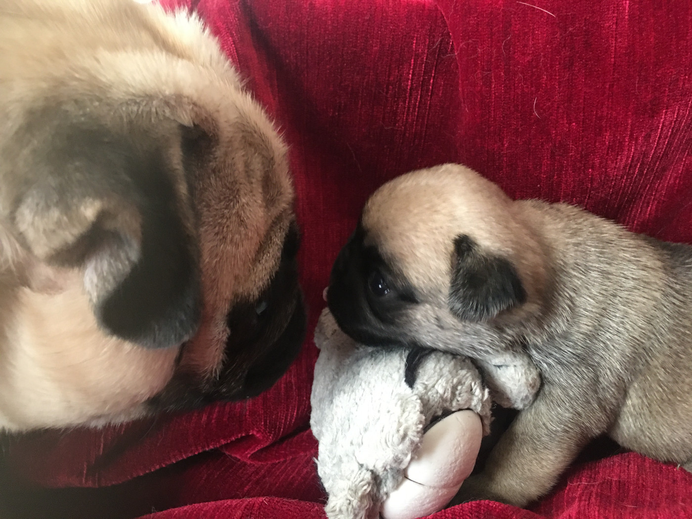 bellerophon - Chiots disponibles - Carlin