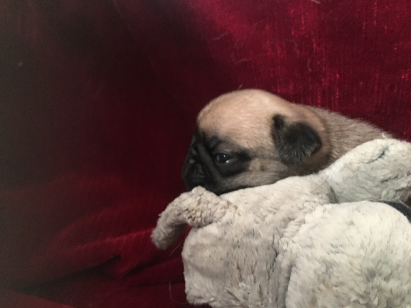 bellerophon - Chiots disponibles - Carlin