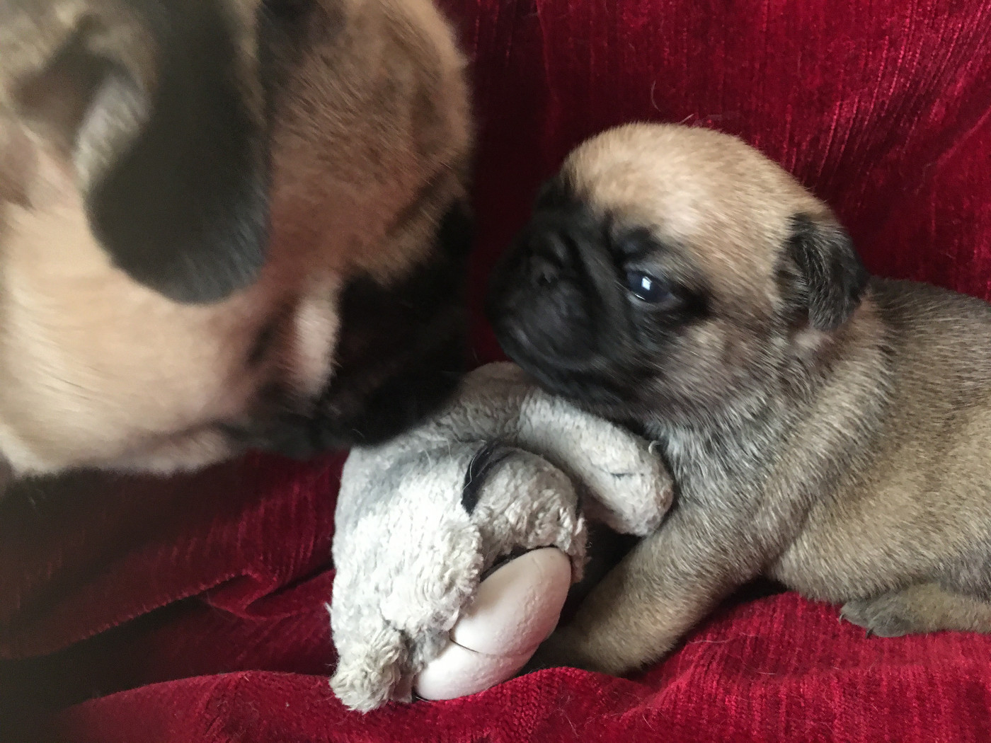 bellerophon - Chiots disponibles - Carlin