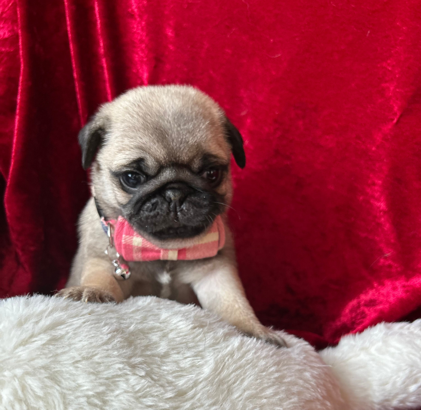 Chiot Carlin bellerophon