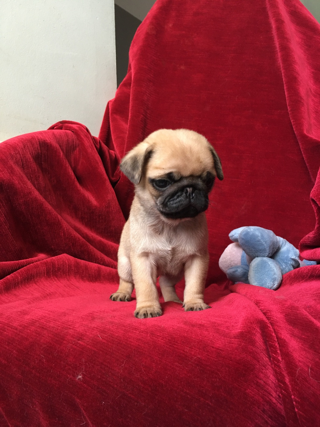bellerophon - Chiots disponibles - Carlin