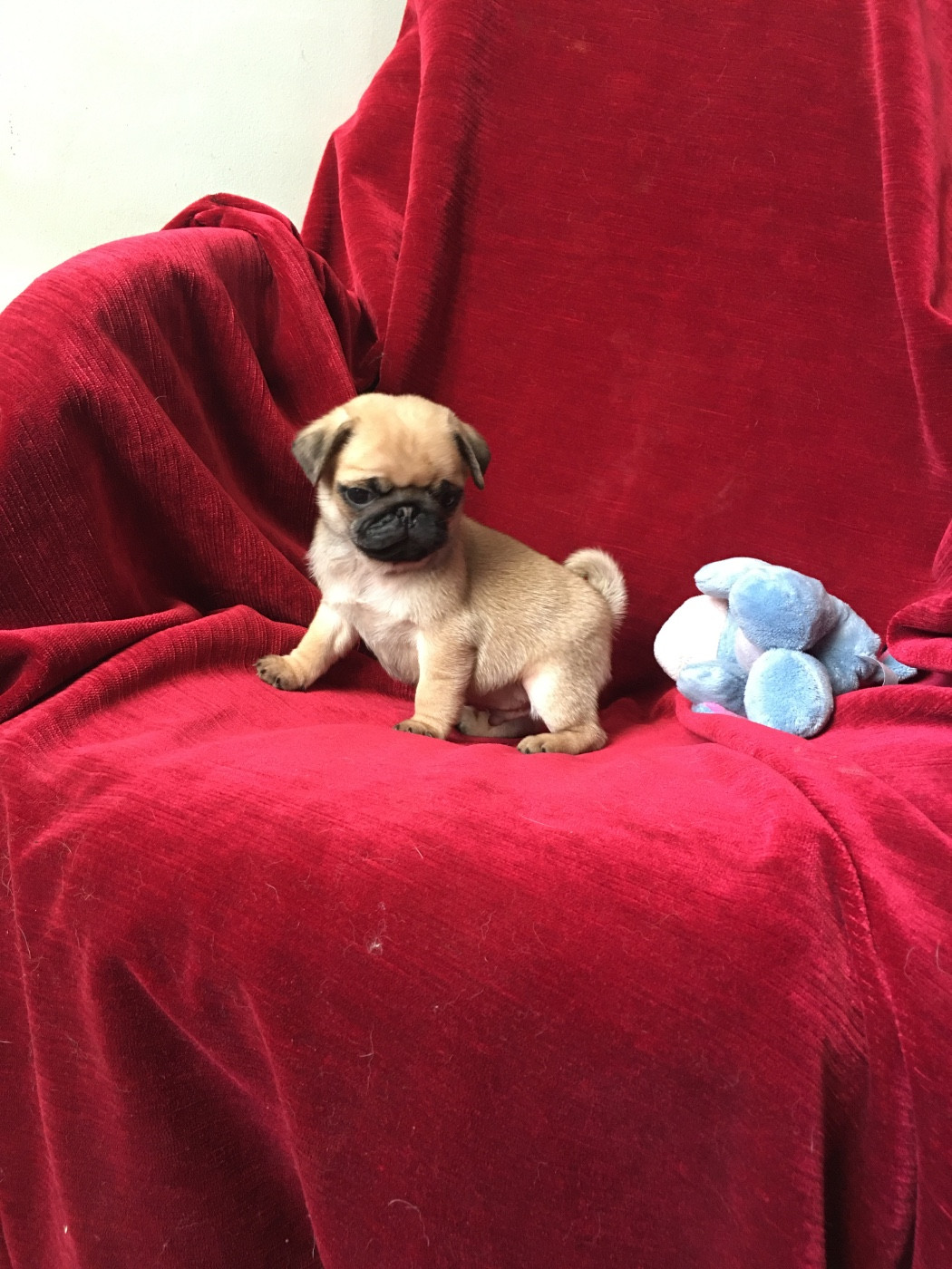 bellerophon - Chiots disponibles - Carlin