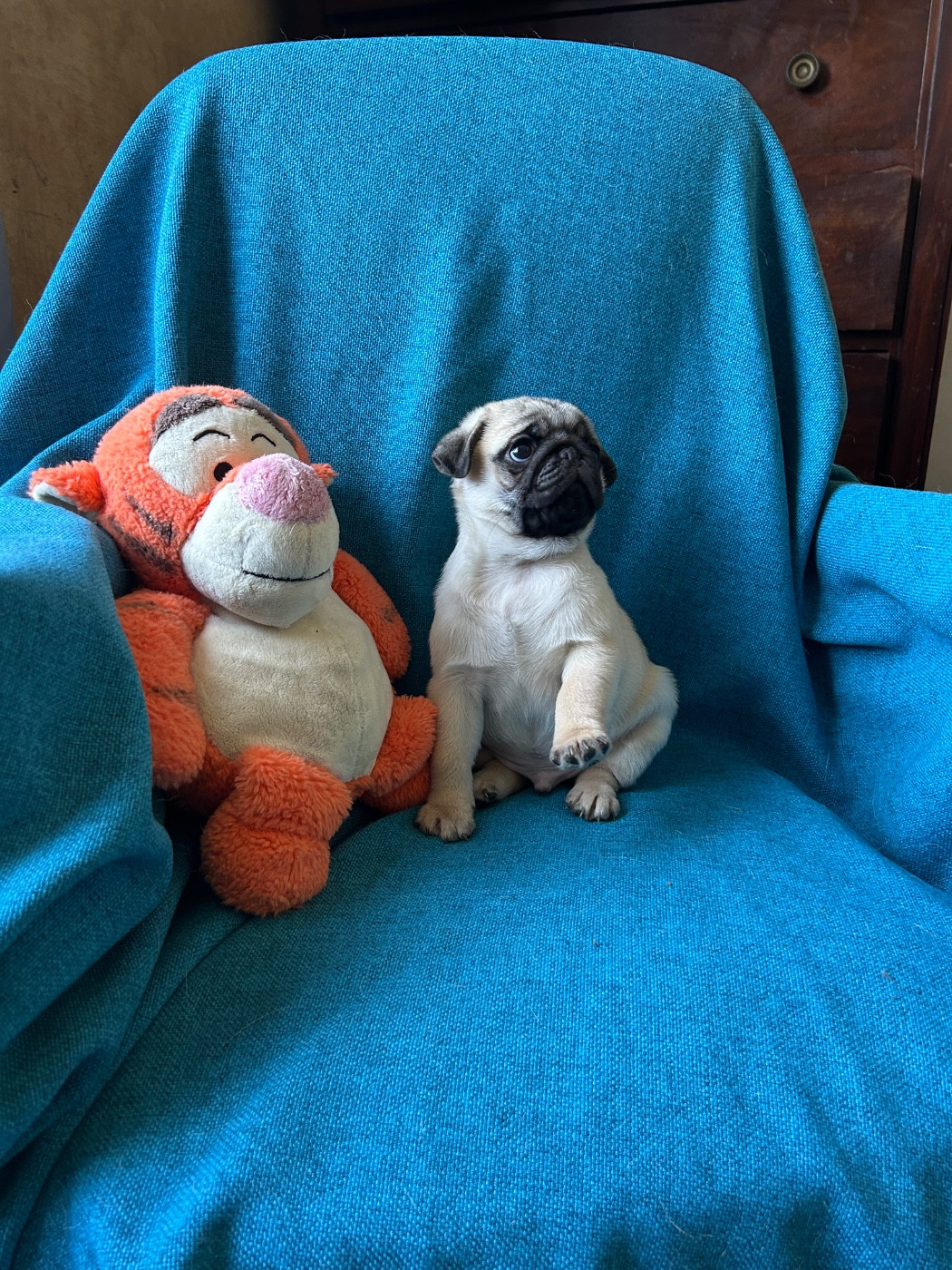 Chiot Carlin bellerophon