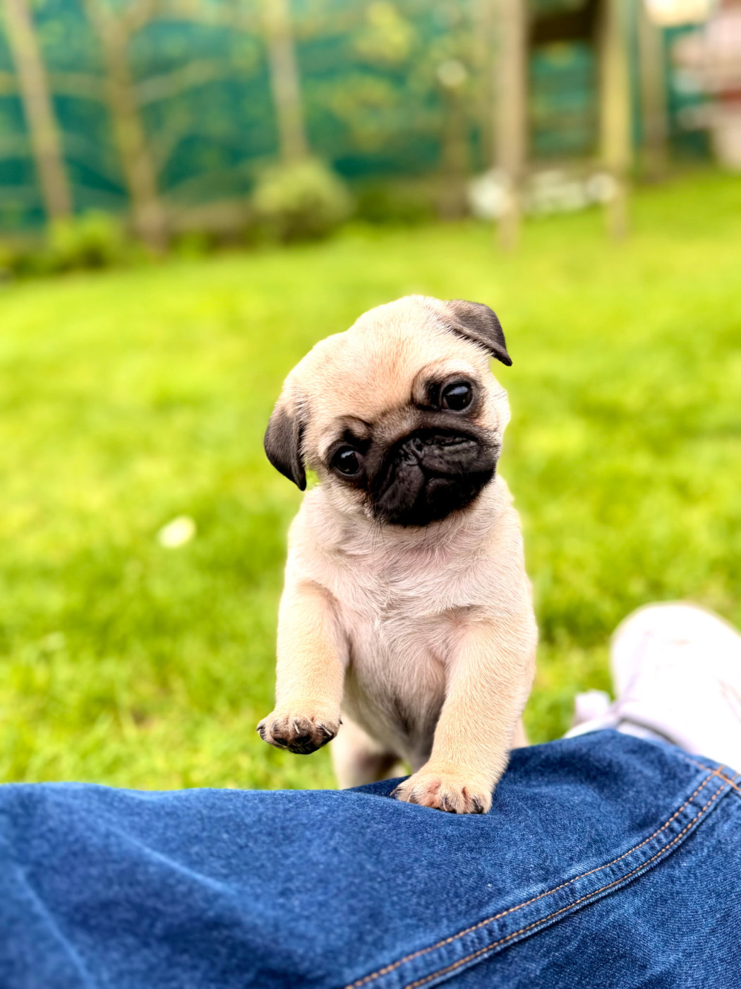 Chiot Carlin bellerophon