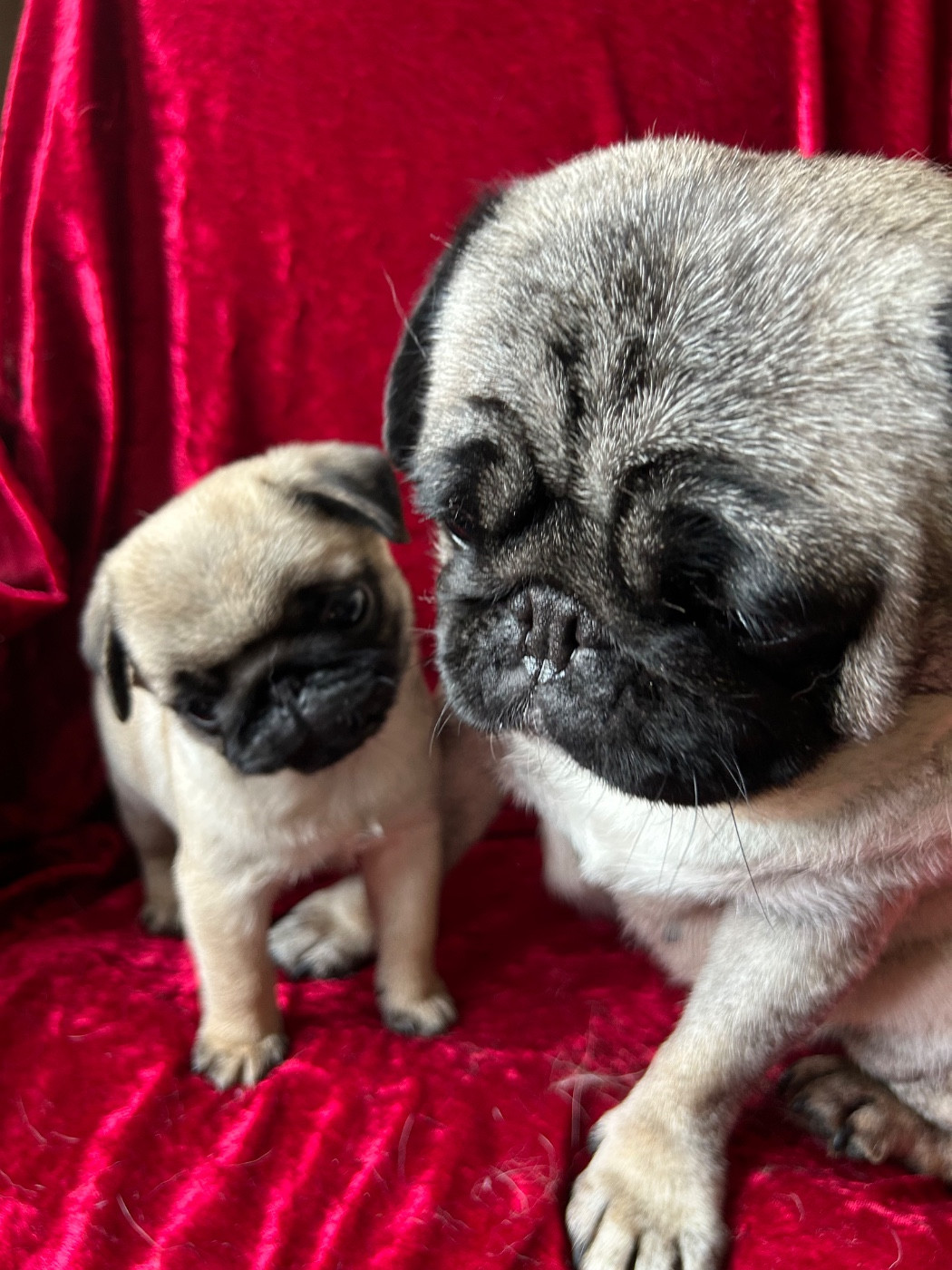 bellerophon - Chiots disponibles - Carlin