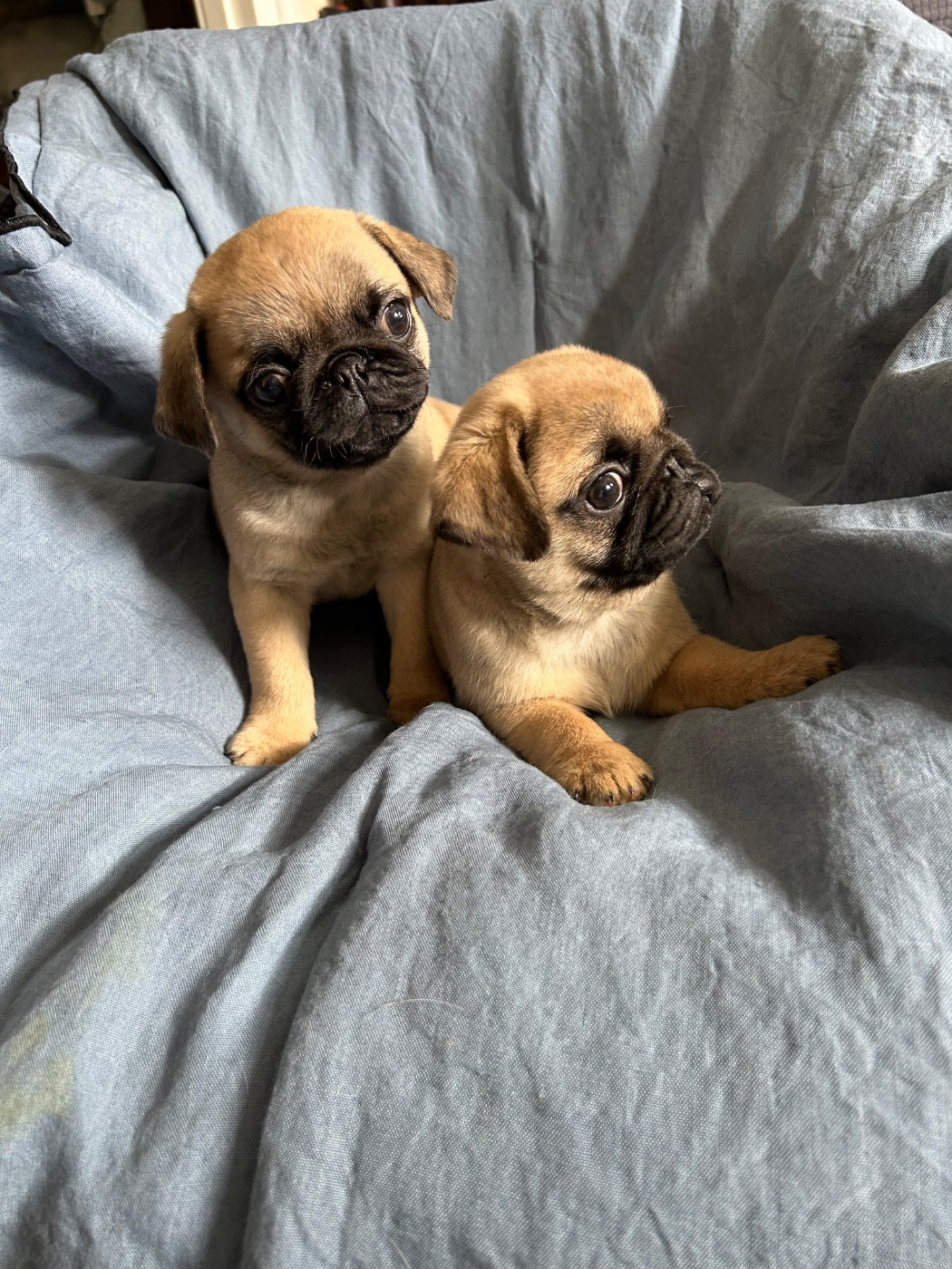 bellerophon - Chiots disponibles - Carlin
