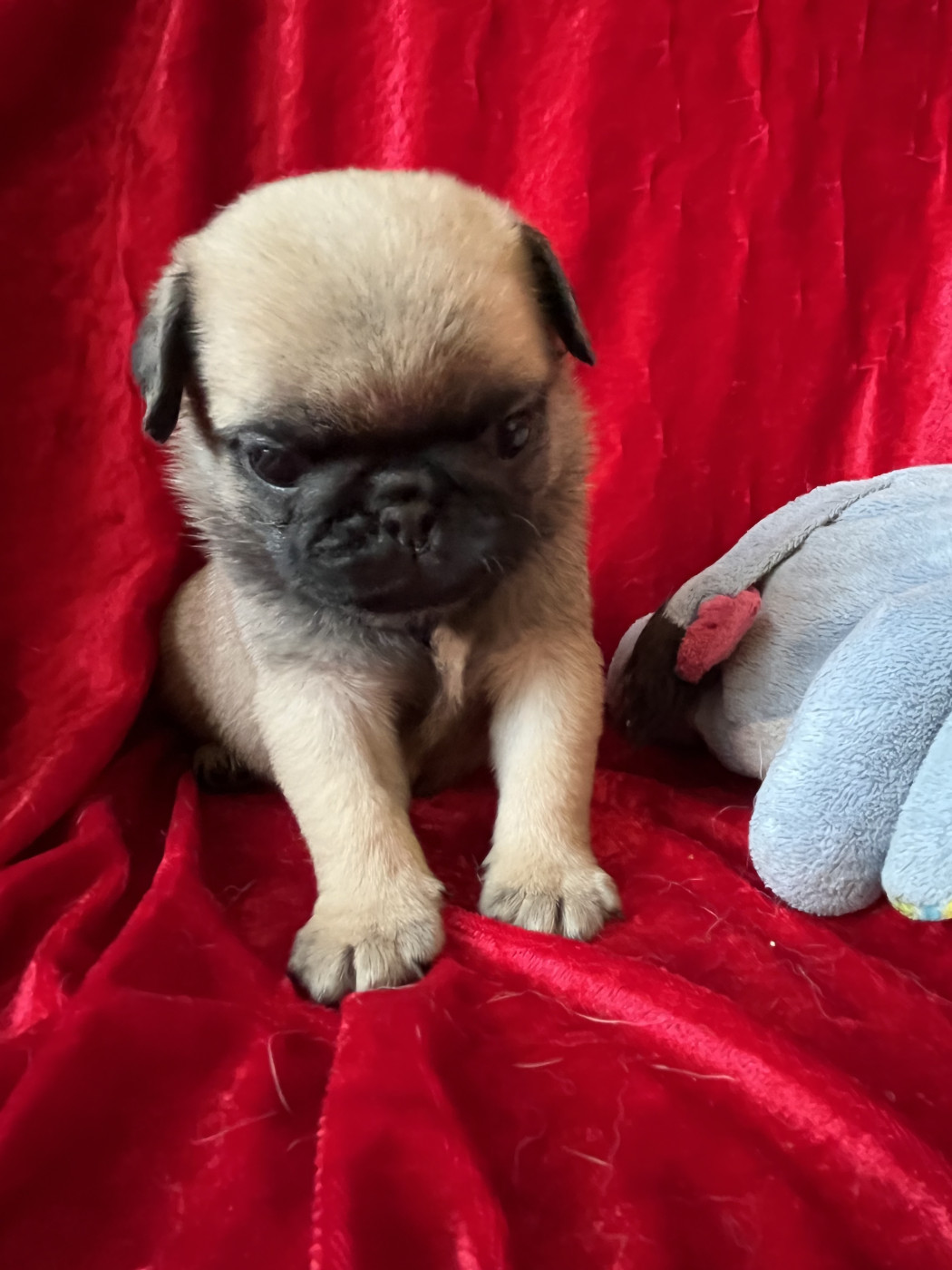 bellerophon - Chiots disponibles - Carlin