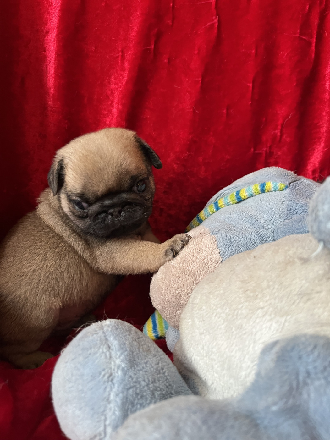 bellerophon - Chiots disponibles - Carlin