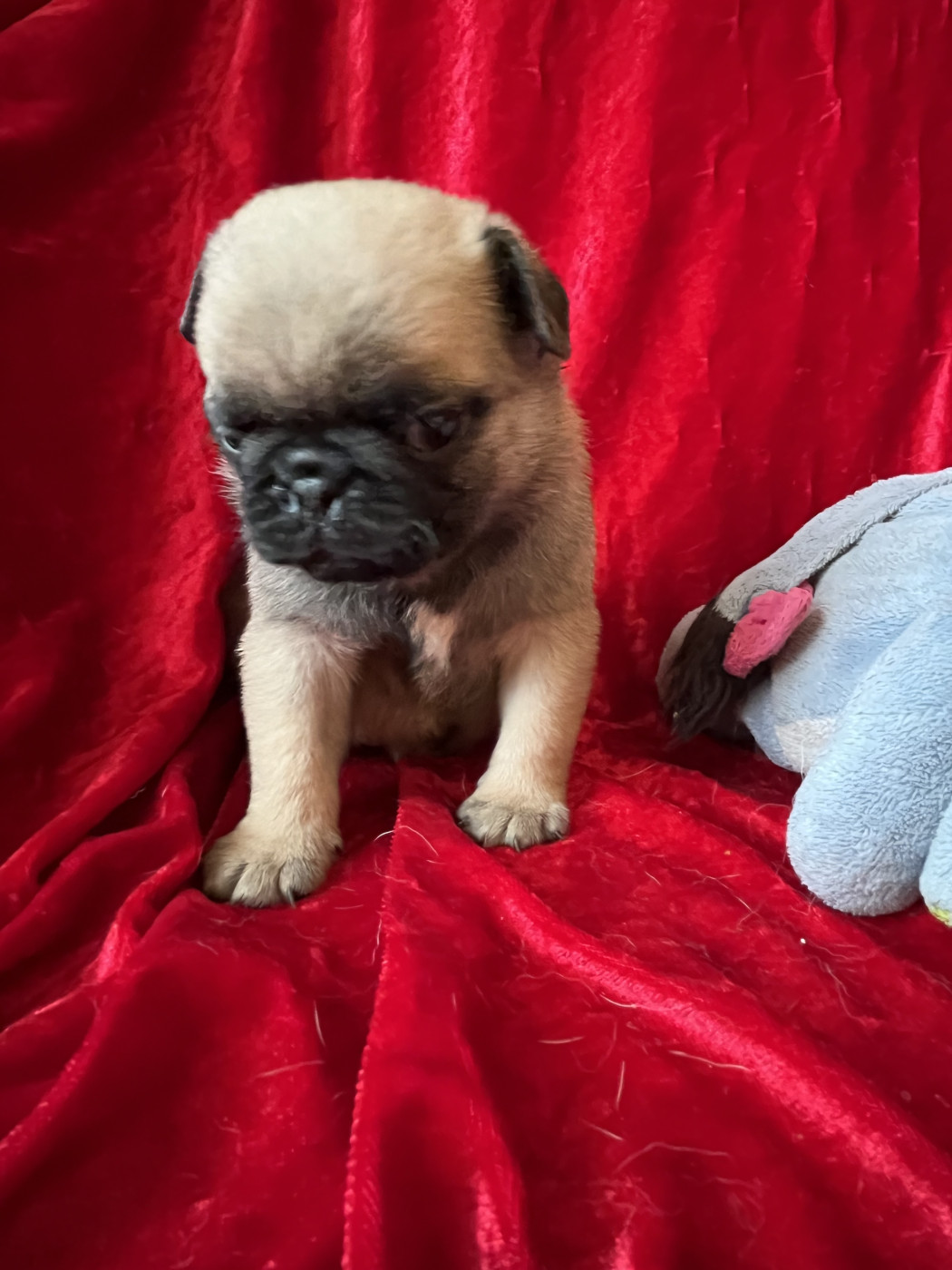 bellerophon - Chiots disponibles - Carlin