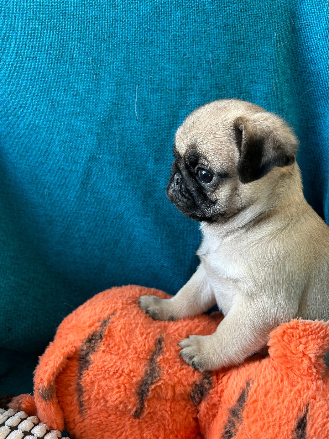 bellerophon - Chiots disponibles - Carlin