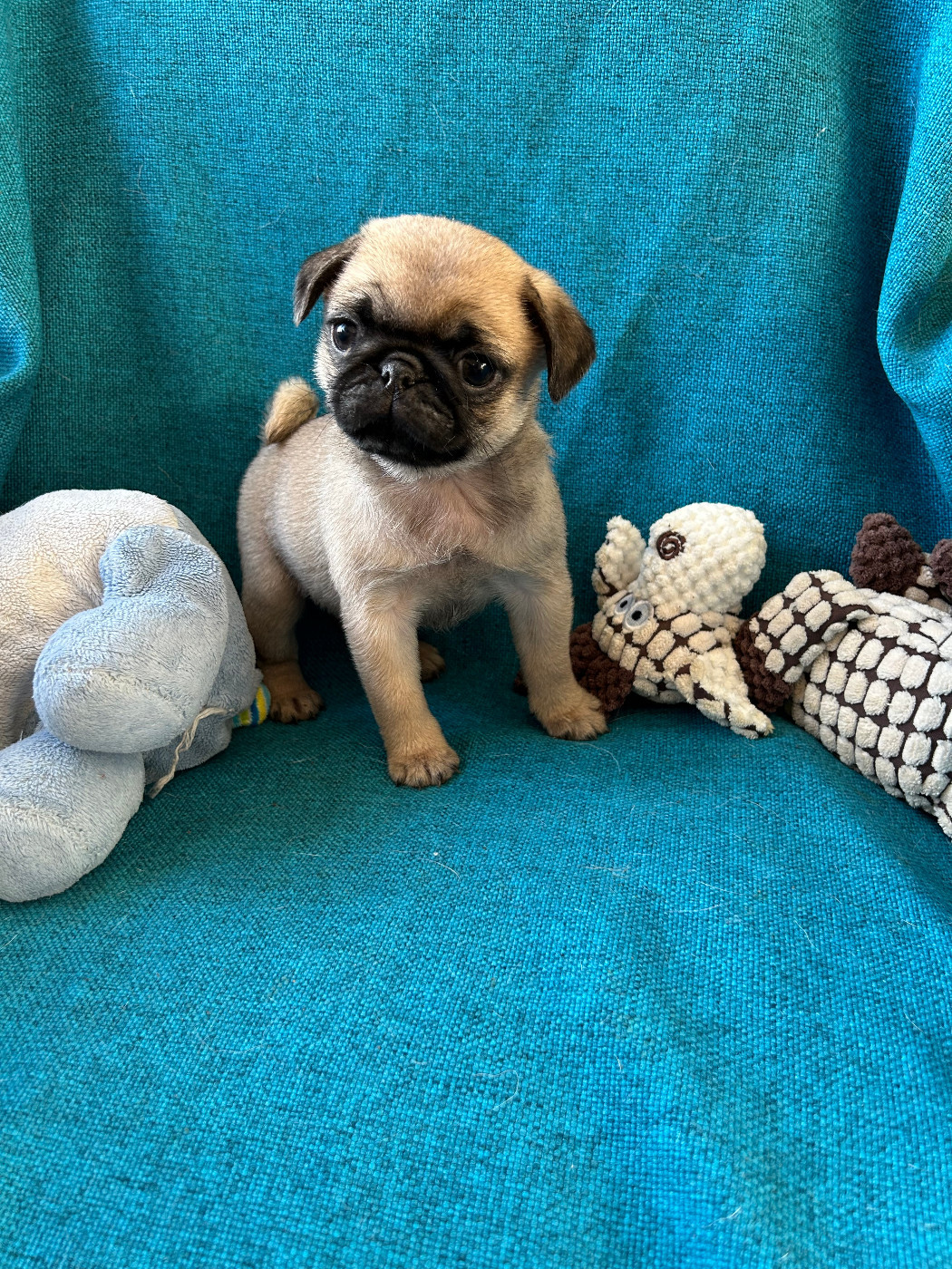 bellerophon - Chiots disponibles - Carlin