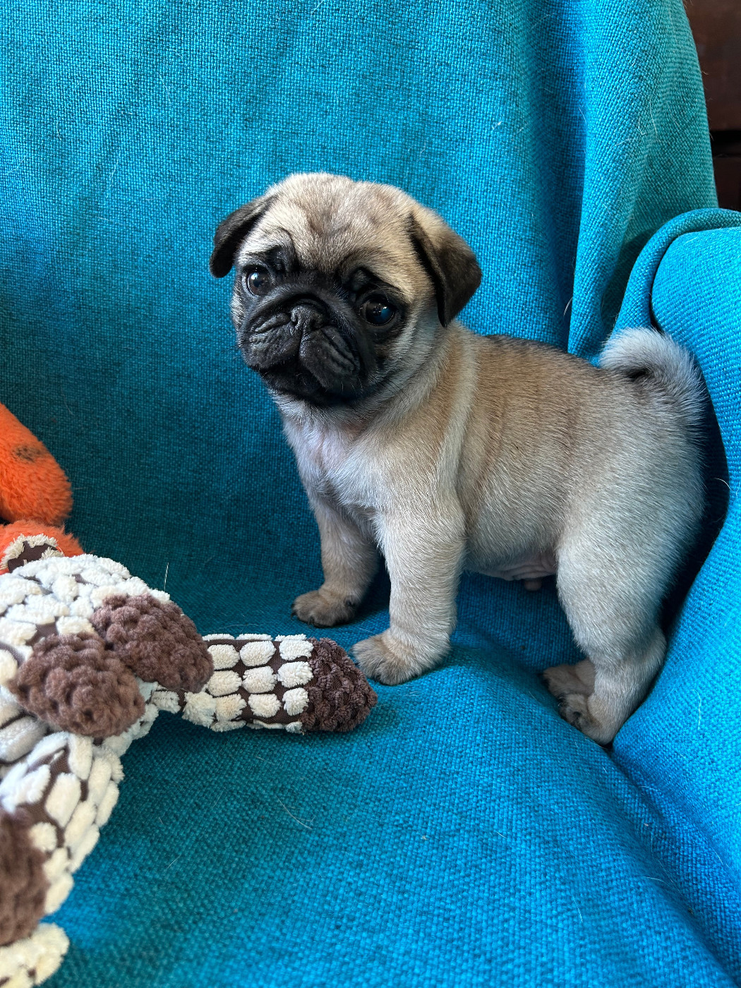 bellerophon - Chiots disponibles - Carlin