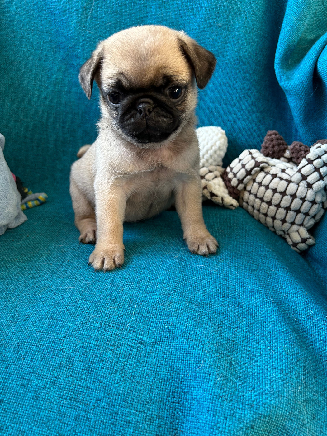bellerophon - Chiots disponibles - Carlin