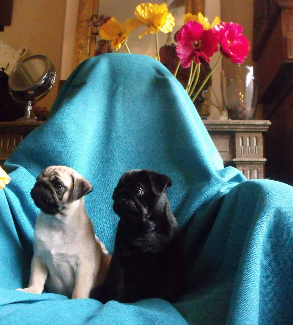 bellerophon - Chiots disponibles - Carlin