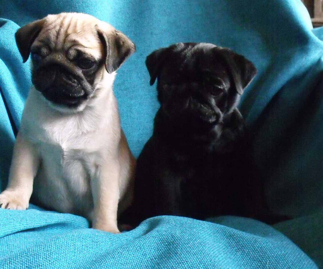 bellerophon - Chiots disponibles - Carlin